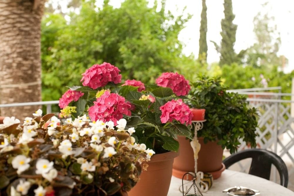 Veggie Garden Athens B&B Екстериор снимка