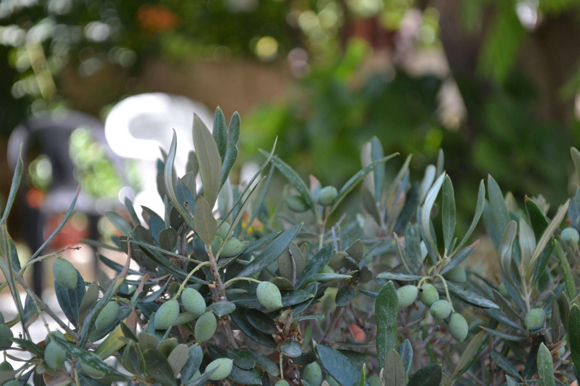Veggie Garden Athens B&B Екстериор снимка